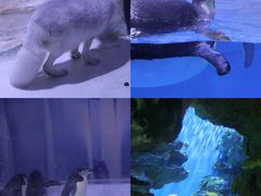 -海合安成都极地海洋公园