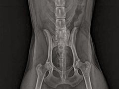 -芭比堂动物医院·CT·微创中心(新顺分院)