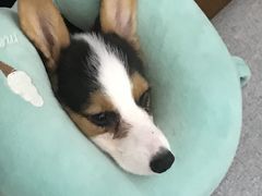 -北京恒爱动物医院(清景园分院)