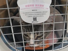 -瑞鹏宠物医院·骨外科·心肾科·肿瘤科(九亭店)