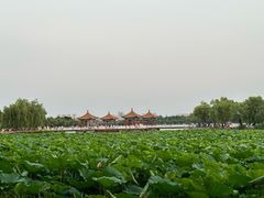 -长春市南湖公园