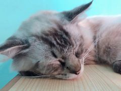 -猫咪博物馆(顶澳仔猫街店)