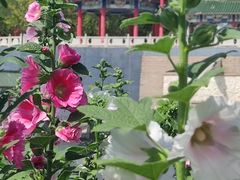 -克拉玛依河景区-九龙潭