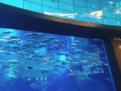 -迪拜水族馆及水下动物园