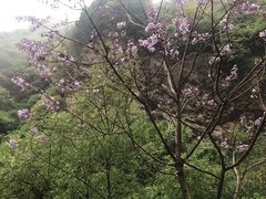 -少华山国家森林公园