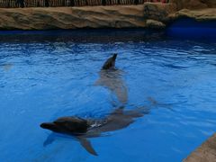 -珠海横琴长隆《卡卡虎奇遇记》