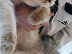 -南京Hallo宠物乐园·哈罗犬舍·柴犬繁育基地