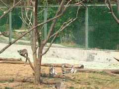 -原山国家森林公园