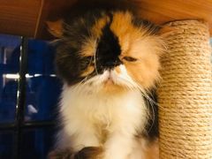 -more than meow吴止猫主题餐厅(承德 中船汇店)