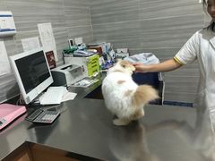 -瑞派名望志远动物医院·猫科·內科·异宠专科(直港大道店)