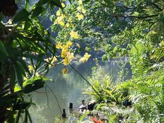 -深圳仙湖植物园