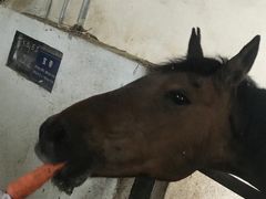 -松声马术俱乐部