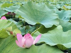 -白洋淀风景区