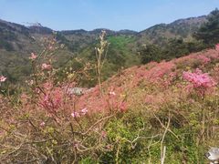 -木兰云雾山