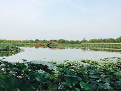 -白洋淀景区