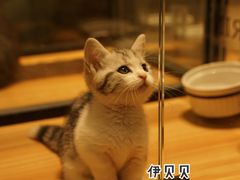 -袖虎·猫馆(体育西路店)