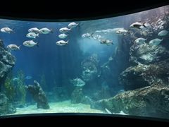 -暹罗海洋世界