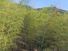 -陶祖圣境风景区