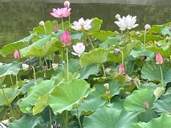 -中华石雕艺术园