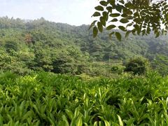 -火炉山森林公园