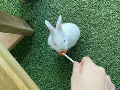 -鸿渡渔庄·特色鸭咀鱼