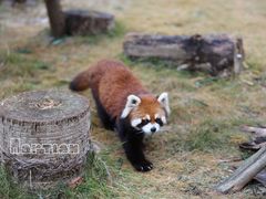 -泉州海丝野生动物世界