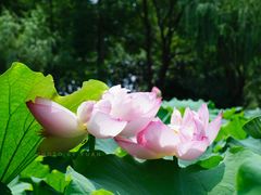 -陈家山荷花公园