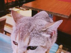 -猫色咖啡·猫咖