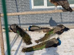 -亚布力新体委滑雪场