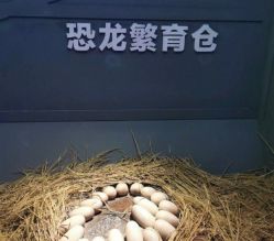 -恐龙探索乐园(磁器口店)