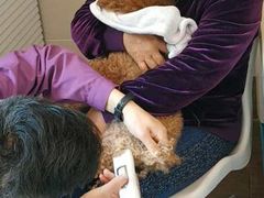 -爱侣·安琦尔宠物医院·中兽医针灸·心内科·狂犬免疫点(宝山区院)