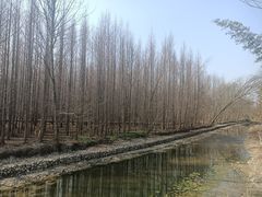 -桤木河湿地公园