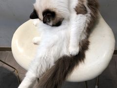 -飞行喵MR PILOT|猫舍·猫咖(静安大融城店)