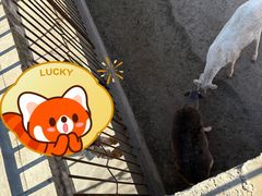 -石家庄市动物园