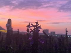 -光明小镇欢乐田园