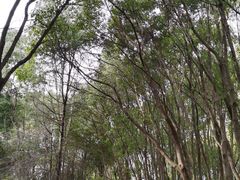 -昆山城市生态森林公园