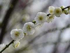 -莘庄梅园
