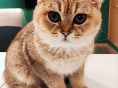 -飞行喵MR PILOT|猫舍·猫咖(静安大融城店)