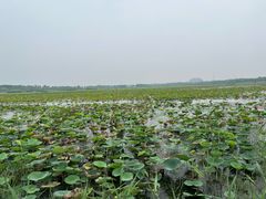 -天津东丽湖风景区