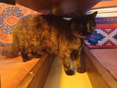 -Sirena海妖日咖夜酒