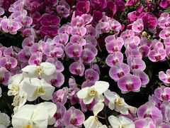 -石家庄市植物园