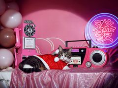 -超宠爱宠物摄影-Super pet