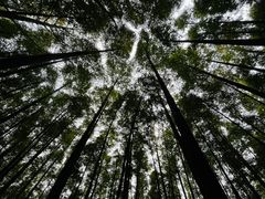 -山王坪喀斯特国家生态公园