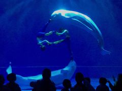 -芜湖新华联大白鲸海洋公园