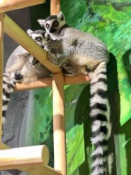 -Zoolung Zoolung动物主题公园(海信广场店)