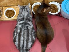 -和它·交个朋友·狗咖猫咖(爱琴海店)