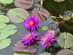 -国家植物园南园