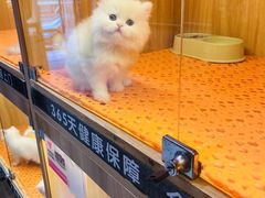 -欣宠猫屋·矮脚拿破仑·蓝金金渐层