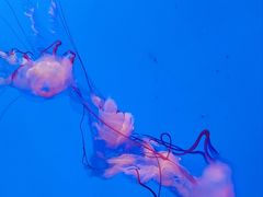 -上海海洋水族馆