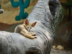 -上海野生动物园
